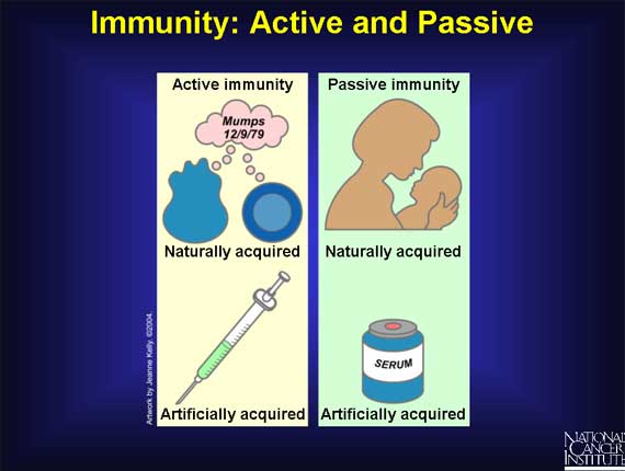 Active/Passive Immunity - The Immune System